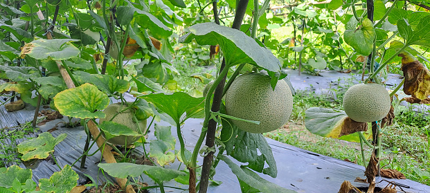 Green melons. cantaloupe melons plants growing in farm.