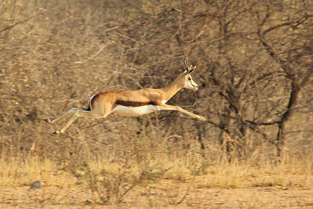 istock Springbok jump and Wildlife Background from Africa 187847589