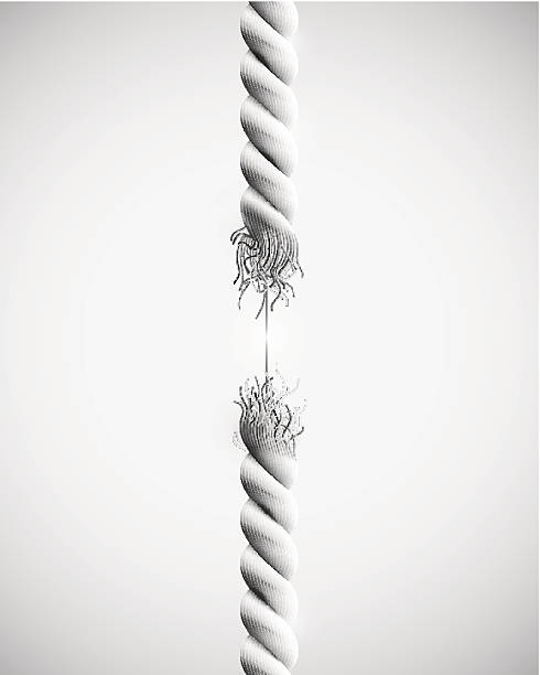 Torn Ropes Drawing 12,200+ Cut Rope Stock Photos, Pictures & Royalty-Free Images - iStock