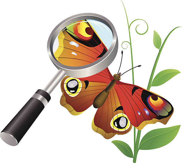 Butterfly vector art illustration