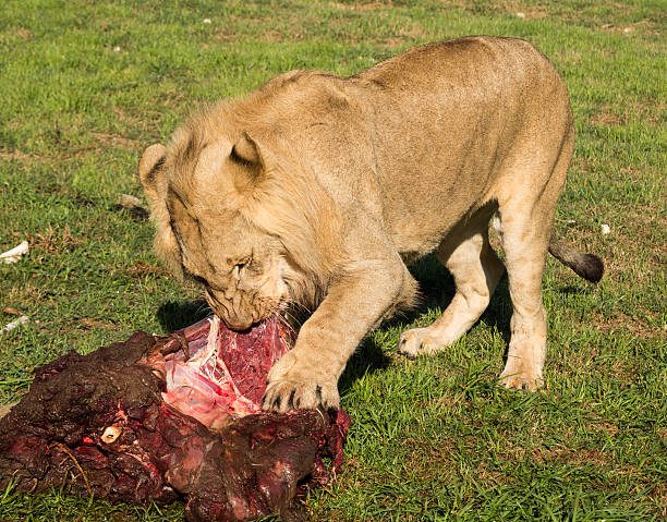 istock Young lions eating raw meat 187849084