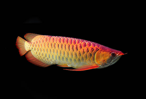 Asian Arowana fish Asian Arowana fish gold arowana stock pictures, royalty-free photos & images