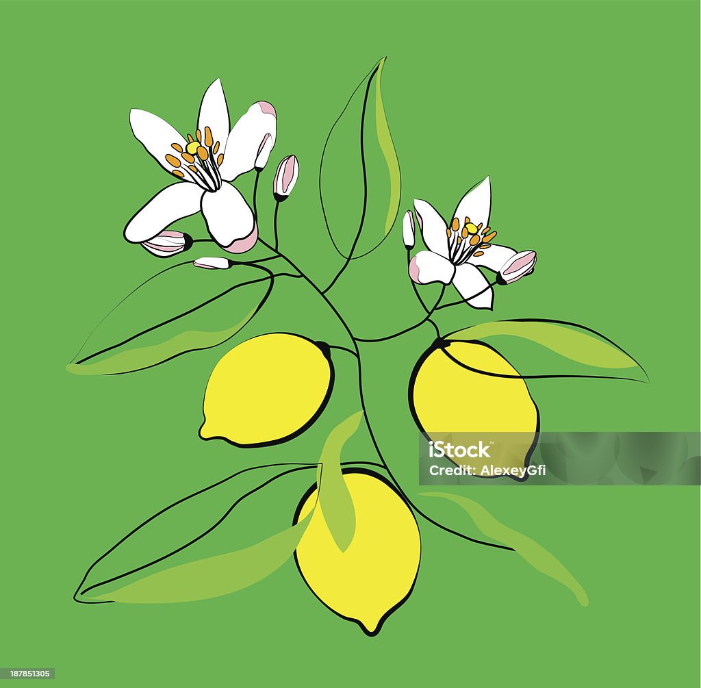 レモンの木の枝 - かんきつ類のロイヤリティフリーベクトルアート