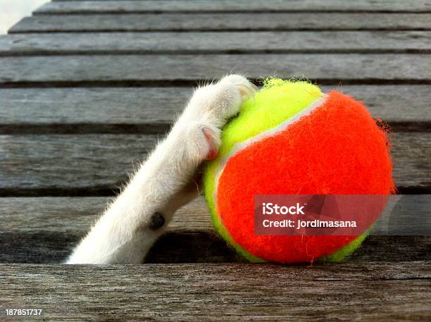 Neko Foto de stock y más banco de imágenes de Actividad - Actividad, Agarrar, Almohadillas - Pata de animal