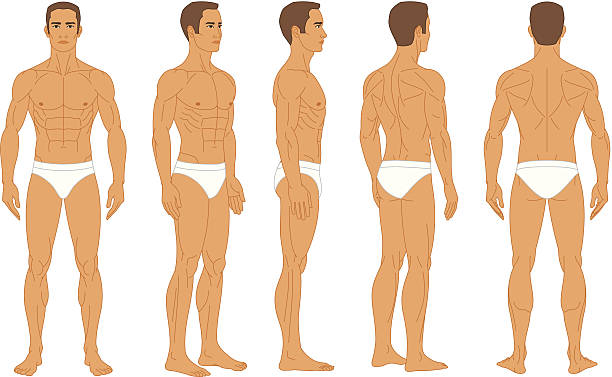 ilustraciones, imágenes clip art, dibujos animados e iconos de stock de anatomía humana, hombre cuerpo humano - the human body anatomy rear view men
