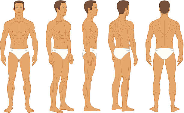 illustrations, cliparts, dessins animés et icônes de corps humain anatomie-homme - human muscle back muscular build men