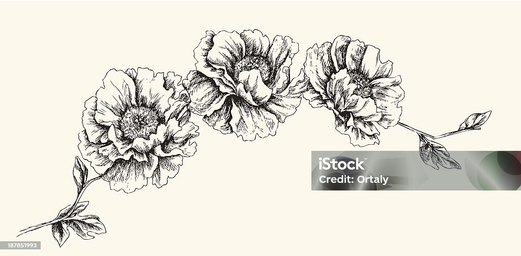 Flower heads Hand-drawn flower heads on a branch. Fully vector illustration. High-res jpeg included. Flower stock vector