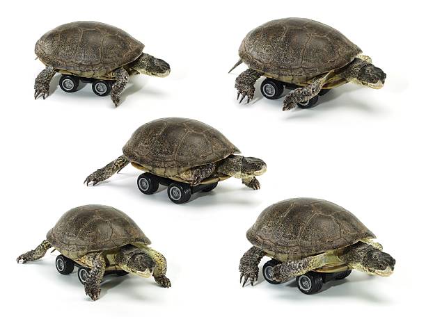 istock set of mobile turtle over white backgrounds 187852114