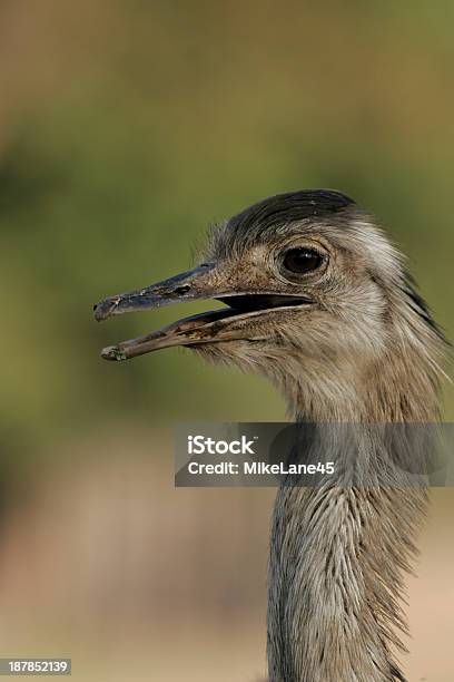 Foto de Maior Rheaa Rhea Americana e mais fotos de stock de América do Sul - América do Sul, Fauna Silvestre, Fotografia - Imagem