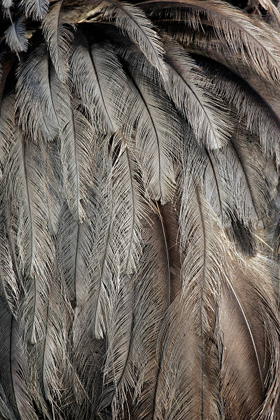 istock Greater rhea,  Rheaa americana 187852180
