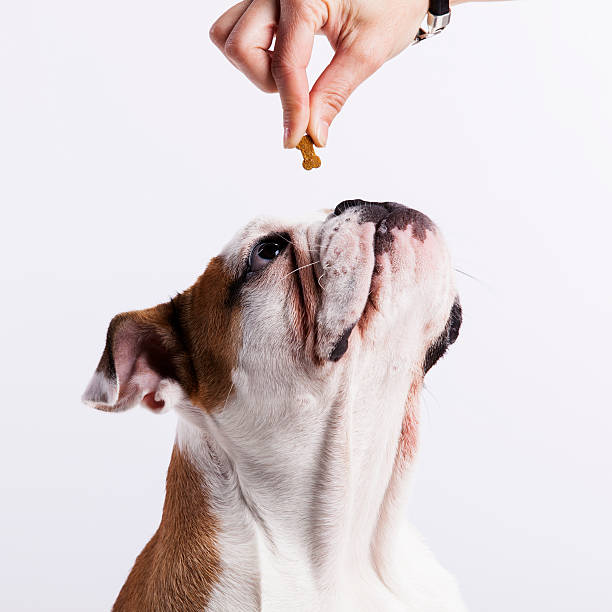 istock French bulldog eating cookies 187852267