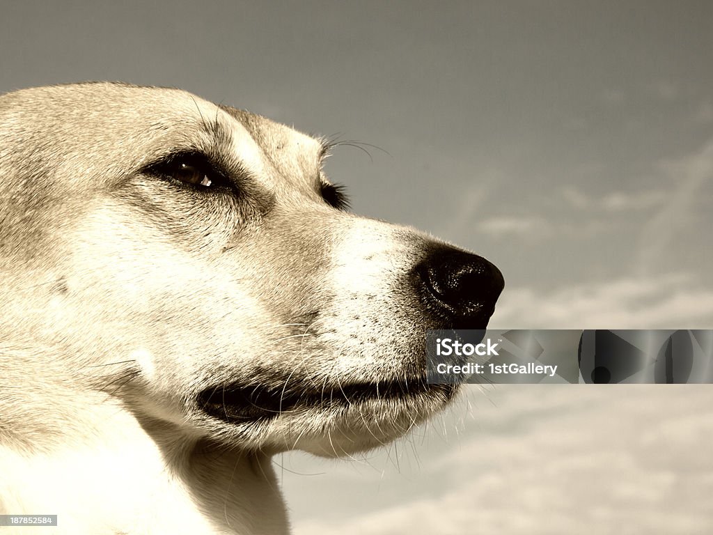 dog humorous near dog portrait (165) with blue sky in background Animal Stock Photo