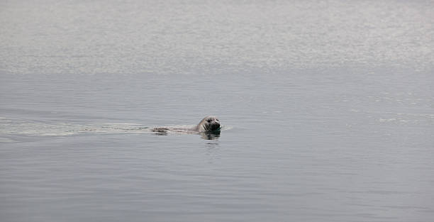 istock Seals swimming in the ocean 187852628