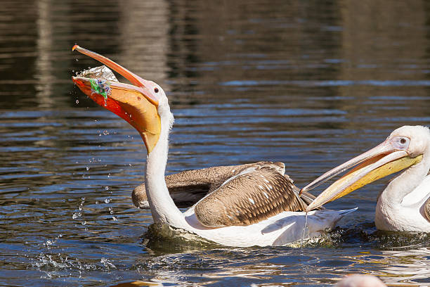 Young pink pelican playing stock photo