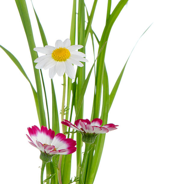 Beautiful pink flowers and green grass