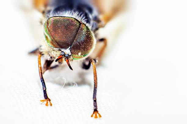 istock Portrait of a Horse-fly 187853175