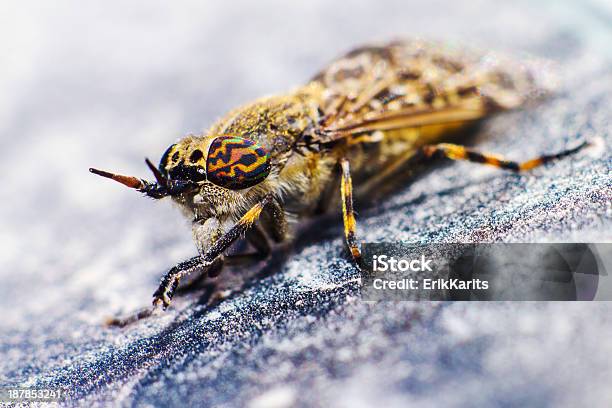 Retrato De Un Caballofly Foto de stock y más banco de imágenes de Afilado - Afilado, Aire libre, Animal