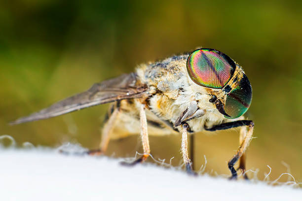 istock Portrait of a Horse-fly 187853359