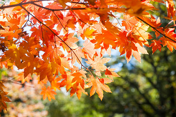 Herbstszenen – Foto