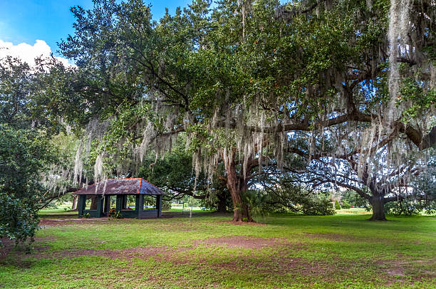 istock Oak in city park, New Orleans 187854095