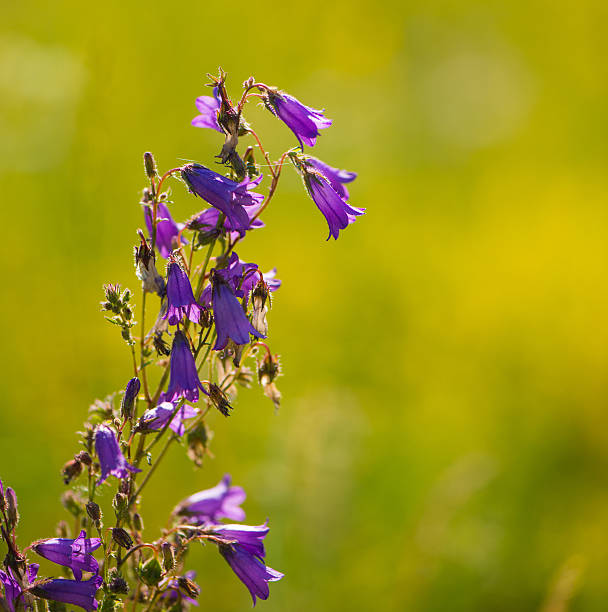 jasny kwiaty - wildflower lush foliage outdoors campanula zdjęcia i obrazy z banku zdjęć