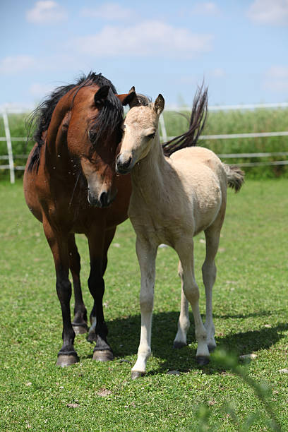 Brown mare with palomino foal on pasture together in summer