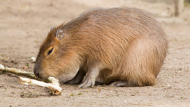 istock Capybara (Hydrochoerus hydrochaeris) sitting in the sand 187855423
