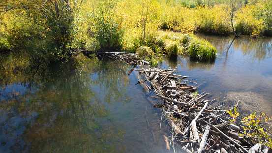 Beaver pond dam in the Sangre De Cristo Range of the Rocky Mountains on the Medano Pass primitive road in Colorado United States