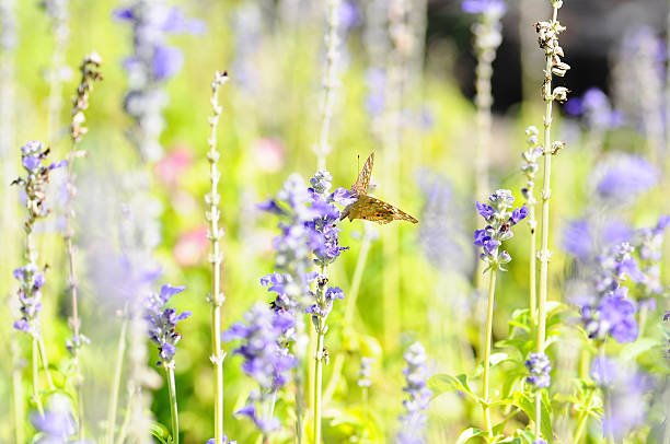 istock Soft-focus beautiful butterfly on flowers 187856797