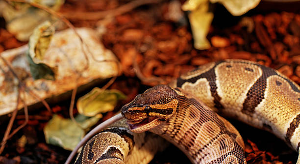 bola python - snake white curled up animal - fotografias e filmes do acervo