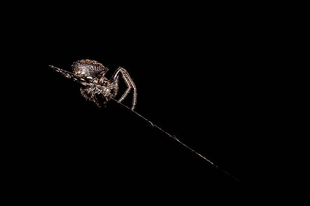 Araña en la red - foto de stock