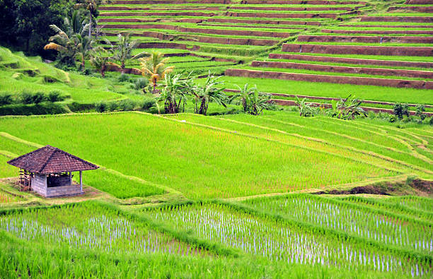 Rice terraces and cattle hut Jati Luwih, Tabanan, Bali, Indonesia: flooded rice terraces and cattle hut - photo by M.Torres, flooded terraces, flooded rice fields jatiluwih rice terraces stock pictures, royalty-free photos & images