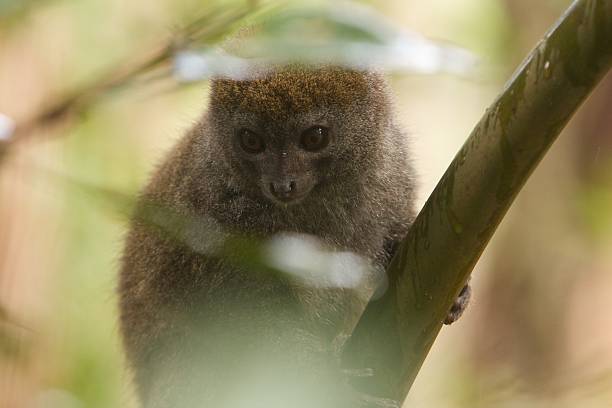 Small lemur in a tree stock photo