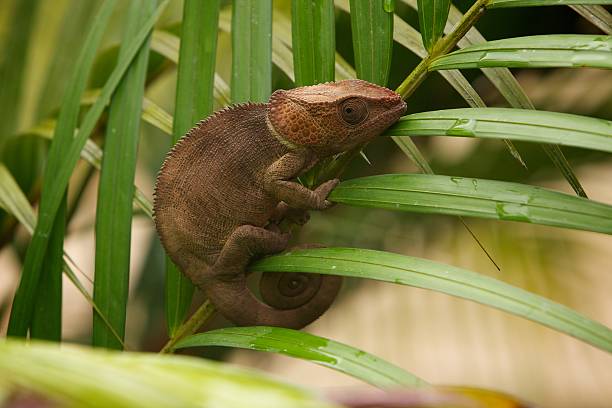 Madagascar wildlife stock photo