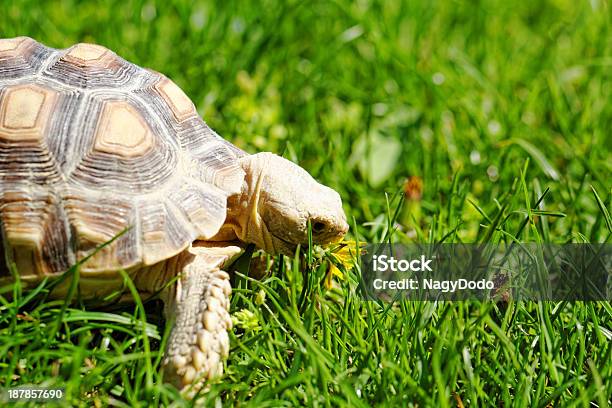 African Spurred Tortoise Stock Photo - Download Image Now - Agricultural Field, Animal, Animal Body Part
