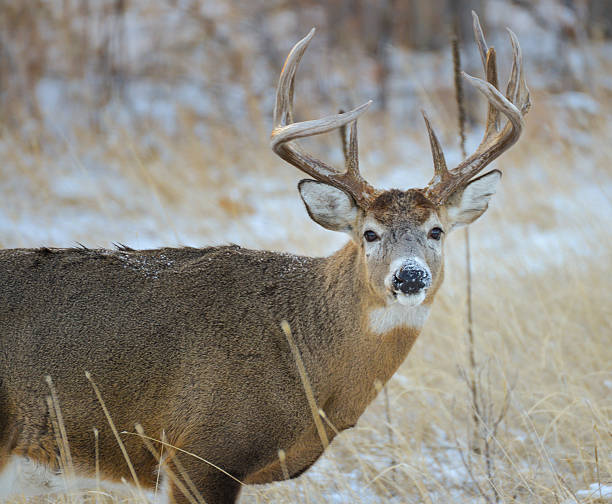 istock Buck Deer in the Snow 187858090