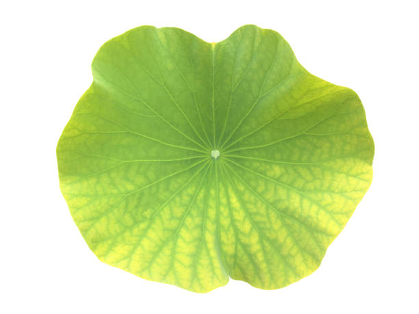 istock Lotus or water lily plants 1878583504