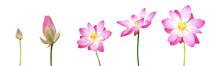 Lotus plants, flower, but, leaf and tree isolated on white background with clipping paths.