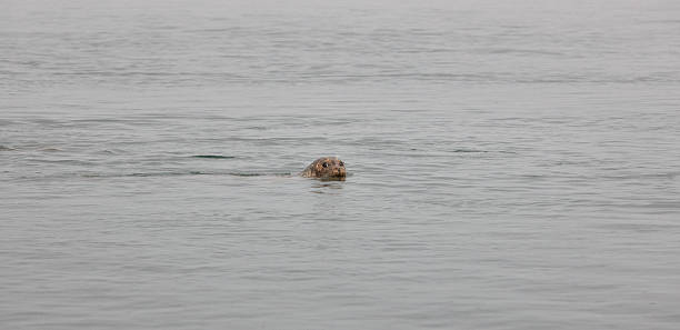 istock Seal swimming in the ocean 187858362