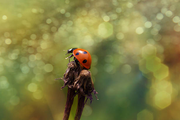 istock Ladybug sitting on a dead flower, magical background 187858374