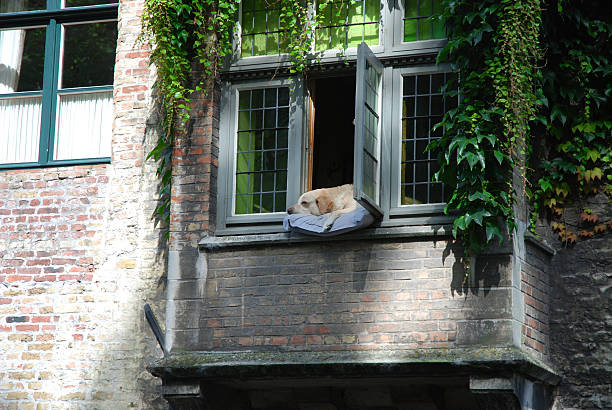 istock Doggy in the Window 187859974