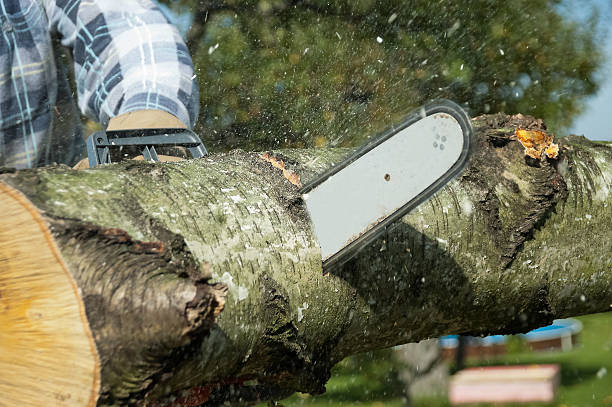 istock Lumberjack cuts the timber by chainsaw 187860192