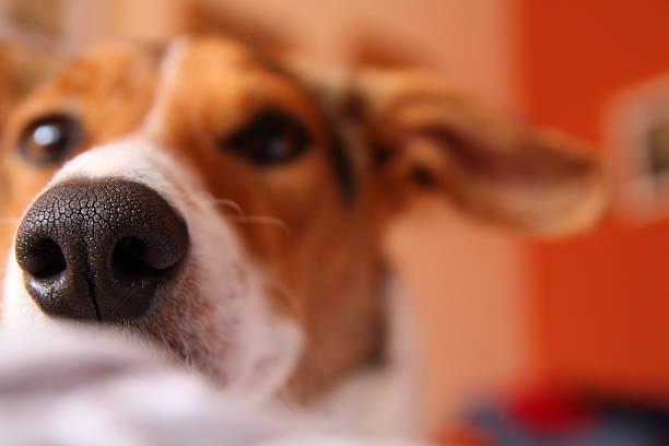 Cute puppy likes sniffing camera