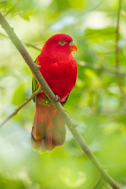 wunderschöne eigentliche papageien bird - rotlori stock-fotos und bilder