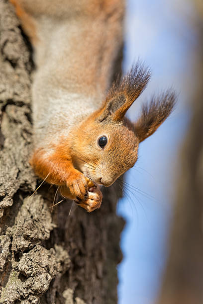 istock portrait of a hungry squirrel 187860596