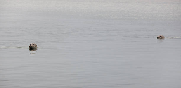 istock Seals swimming in the ocean. 187860662