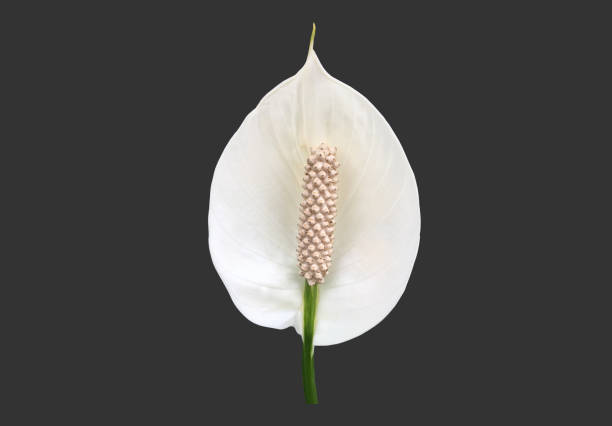 aracear flower or peace lily flower