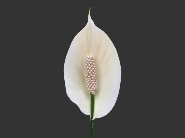 istock aracear flower or peace lily flower 1878608603
