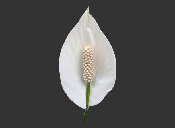 istock aracear flower or peace lily flower 1878609106
