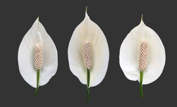 istock aracear flower or peace lily flower 1878609108